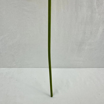 Green Silk Taro Heart Leaf RosesHQ.com