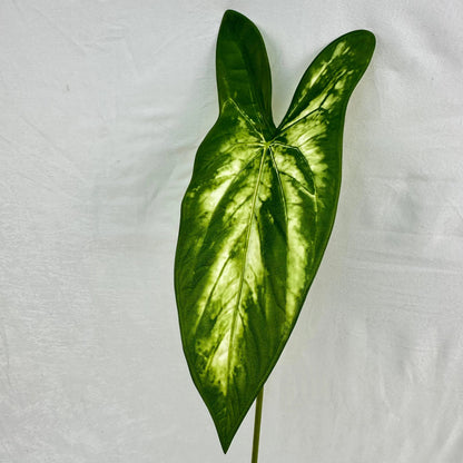 Green Silk Taro Heart Leaf RosesHQ.com