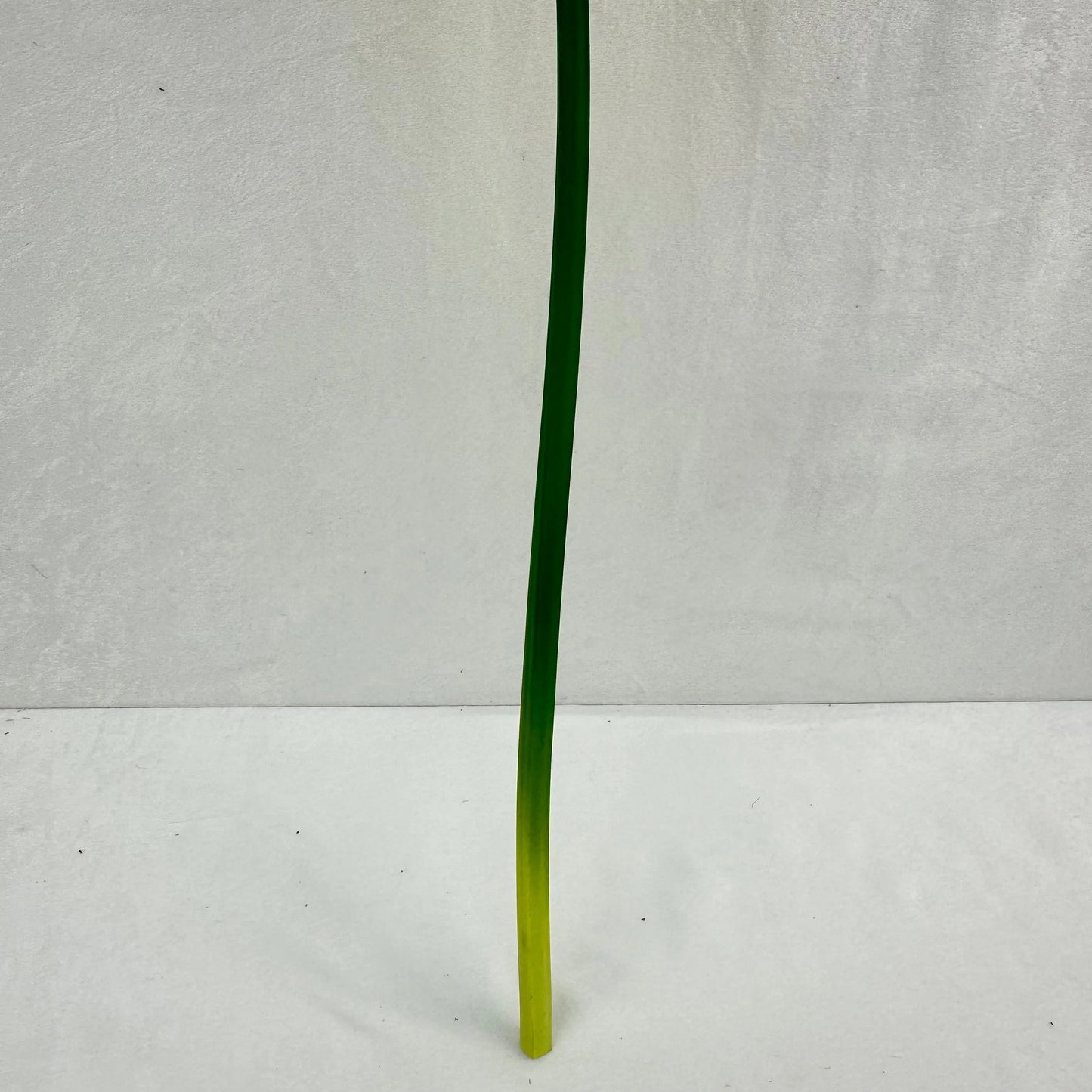 Green Silk Taro Heart Leaf RosesHQ.com