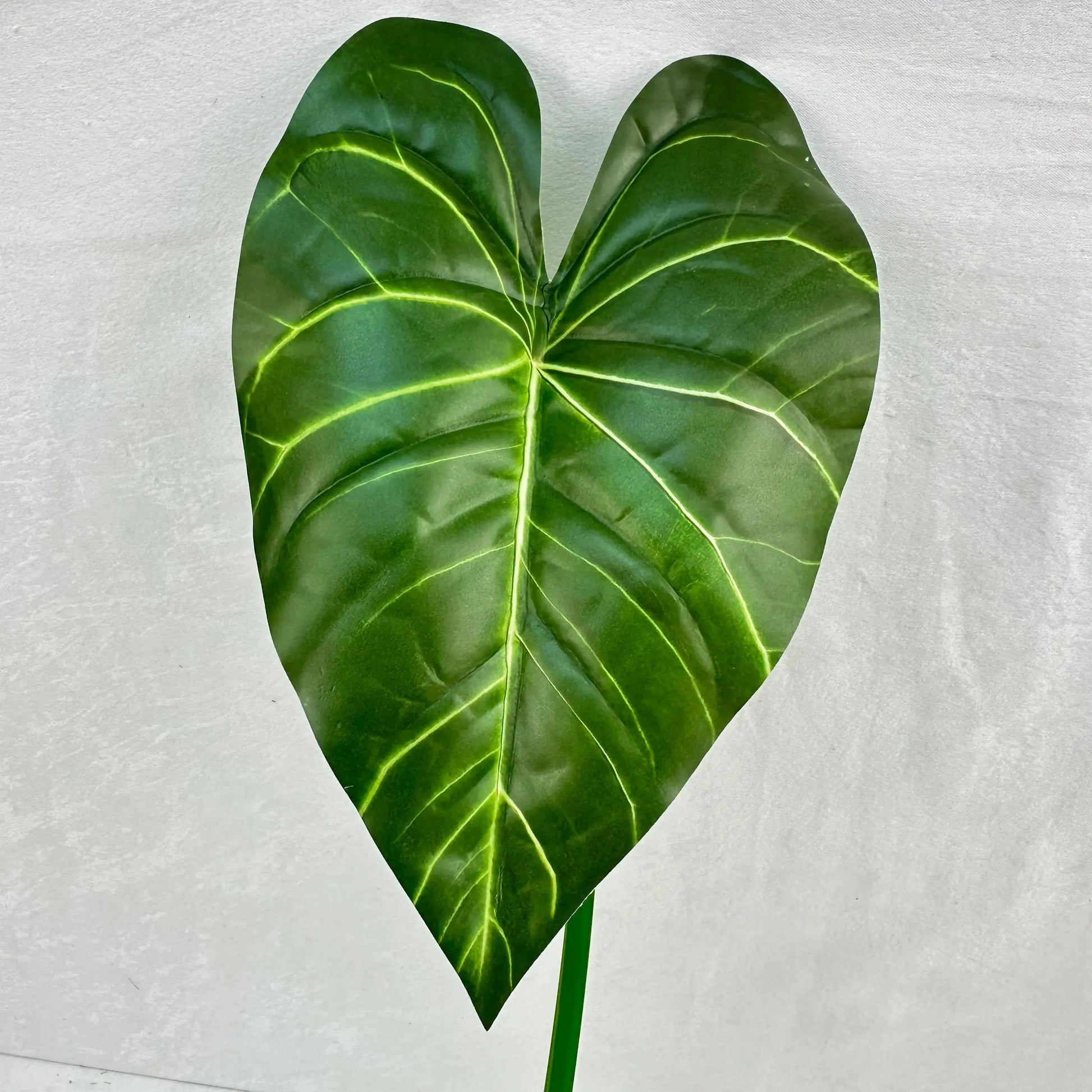 Green Silk Taro Heart Leaf RosesHQ.com