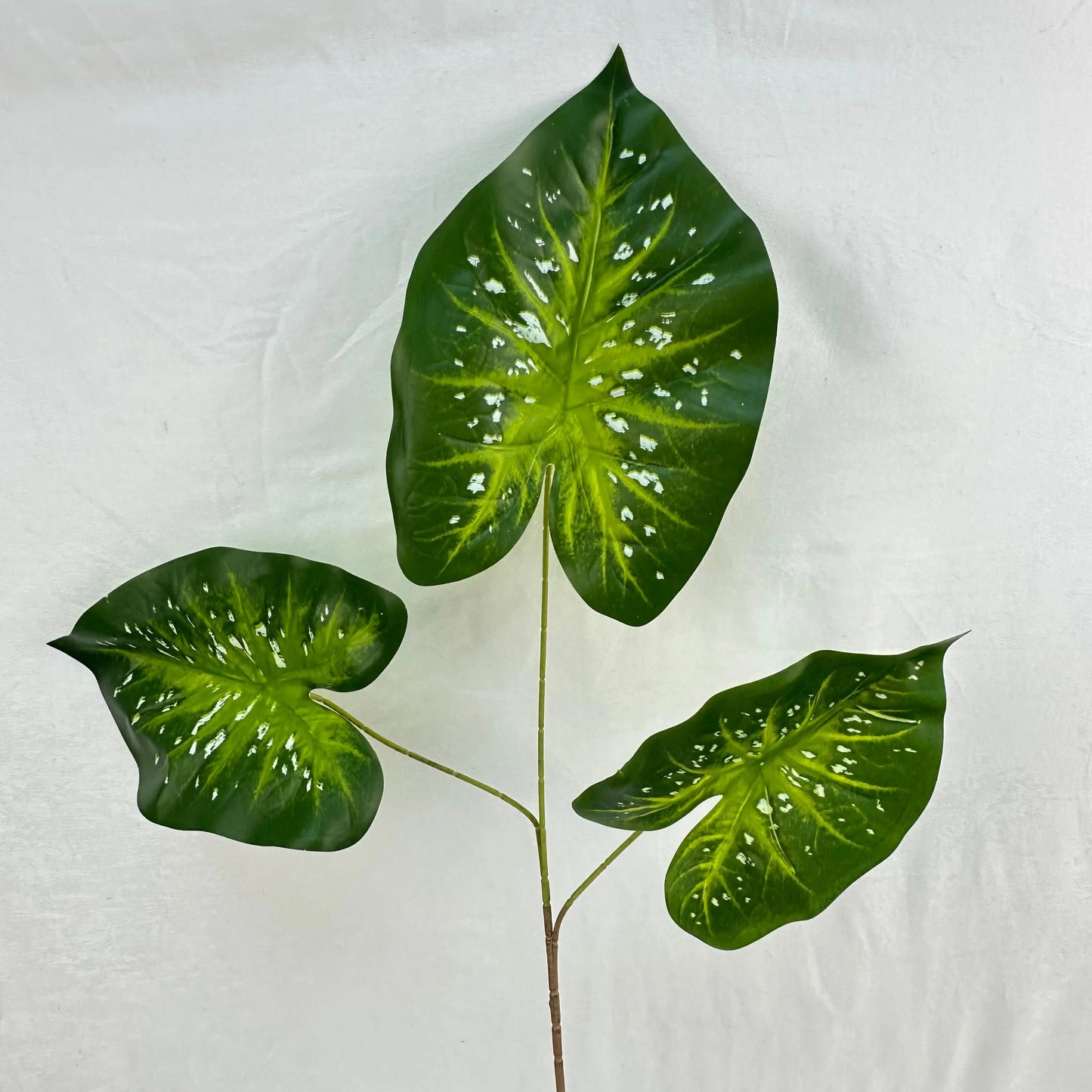 Green Silk Caladium 3 Leafs RosesHQ.com