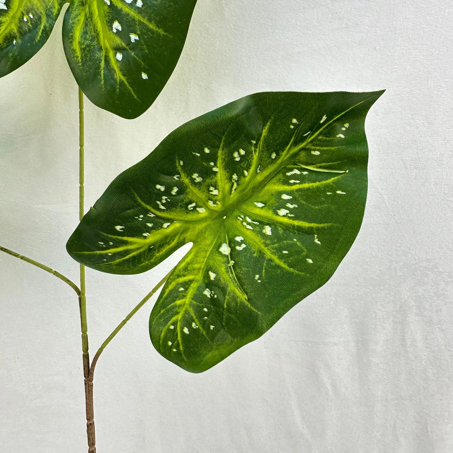 Green Silk Caladium 3 Leafs RosesHQ.com