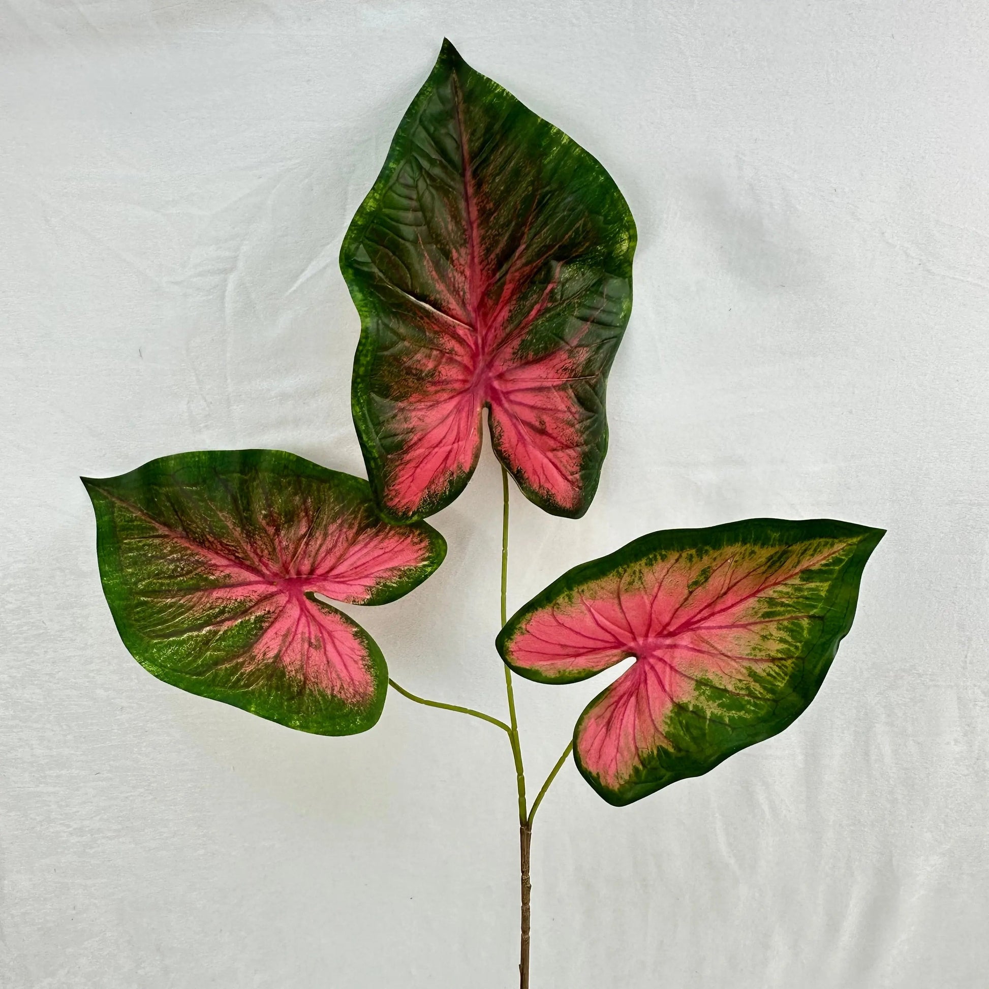 Green Silk Caladium 3 Leafs RosesHQ.com