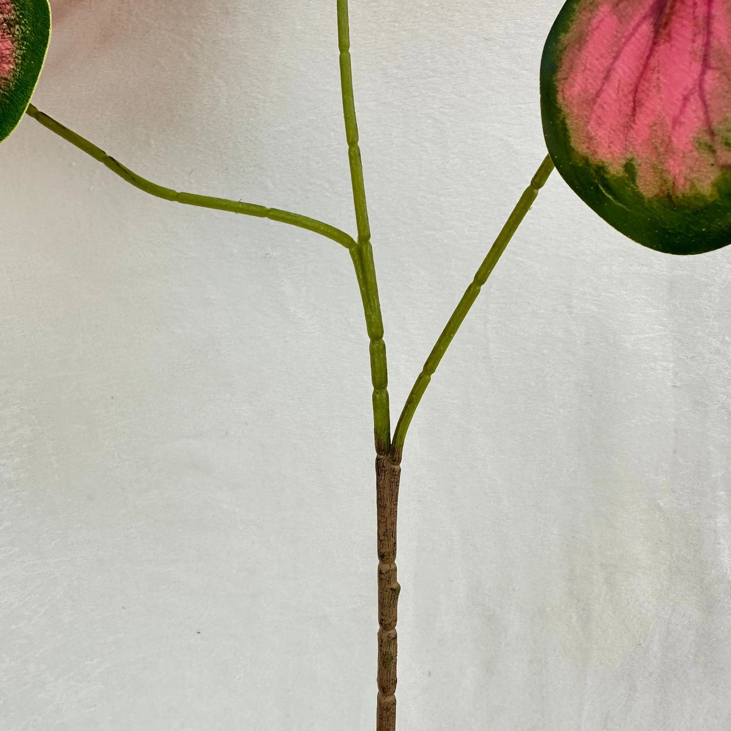 Green Silk Caladium 3 Leafs RosesHQ.com