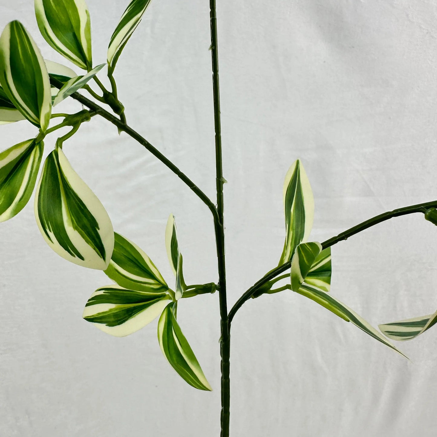 Green Silk Spider Plant 3 Branch RosesHQ.com