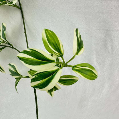 Green Silk Spider Plant 3 Branch RosesHQ.com