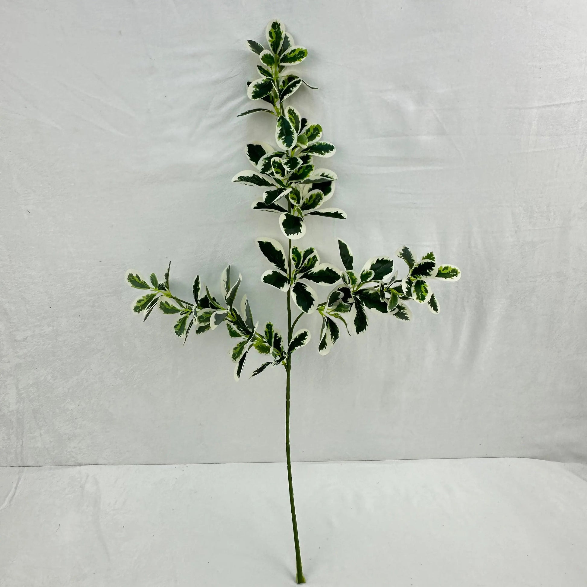Green Silk Fortune Polyscias Branch RosesHQ.com
