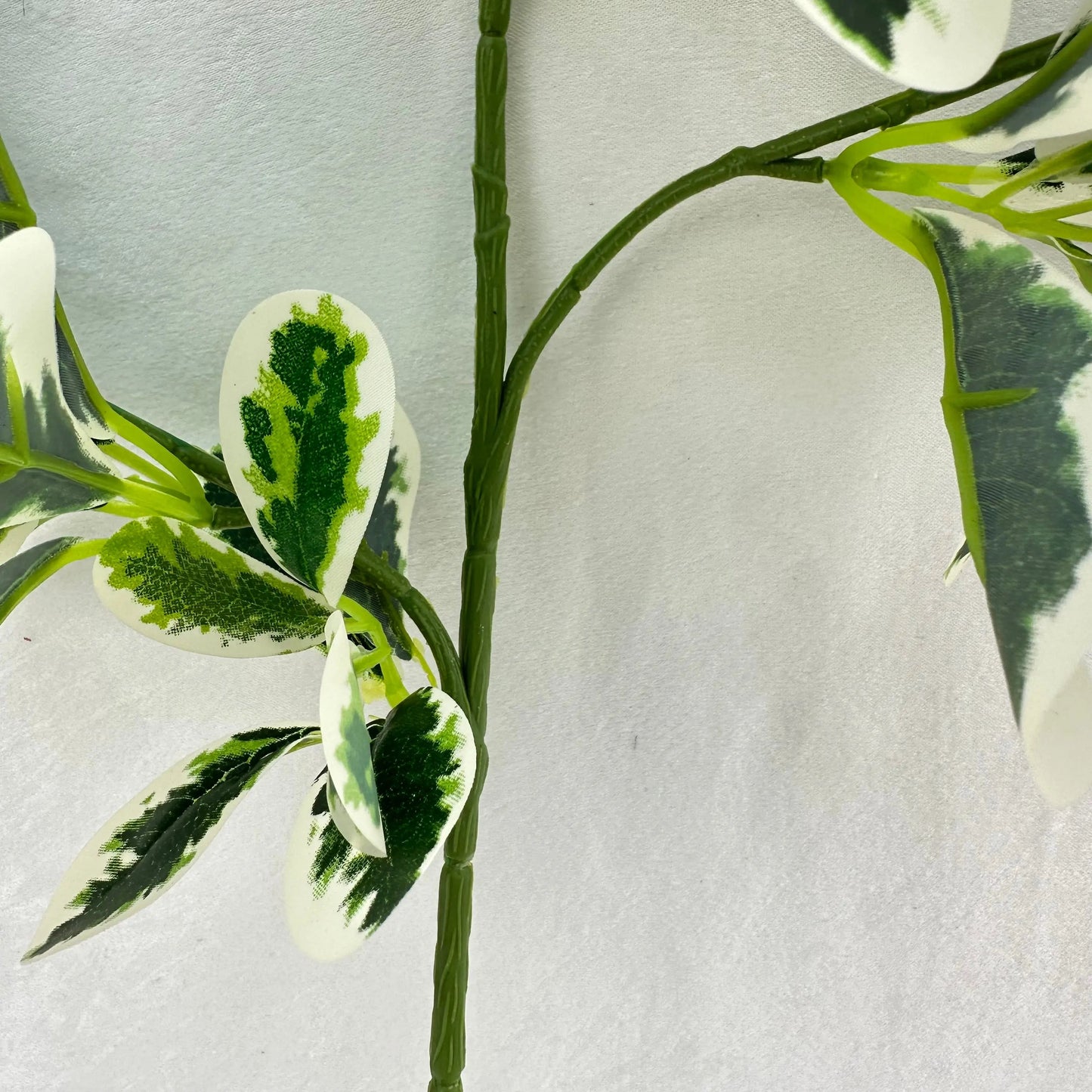 Green Silk Fortune Polyscias Branch RosesHQ.com