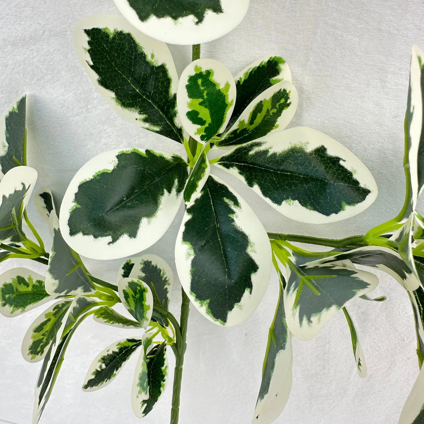 Green Silk Fortune Polyscias Branch RosesHQ.com