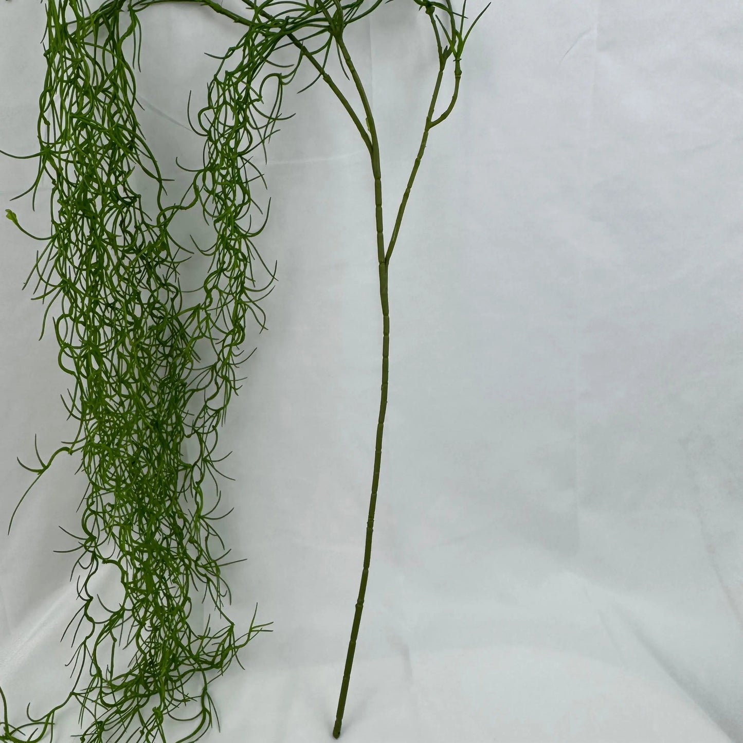 Green Seaweed RosesHQ.com