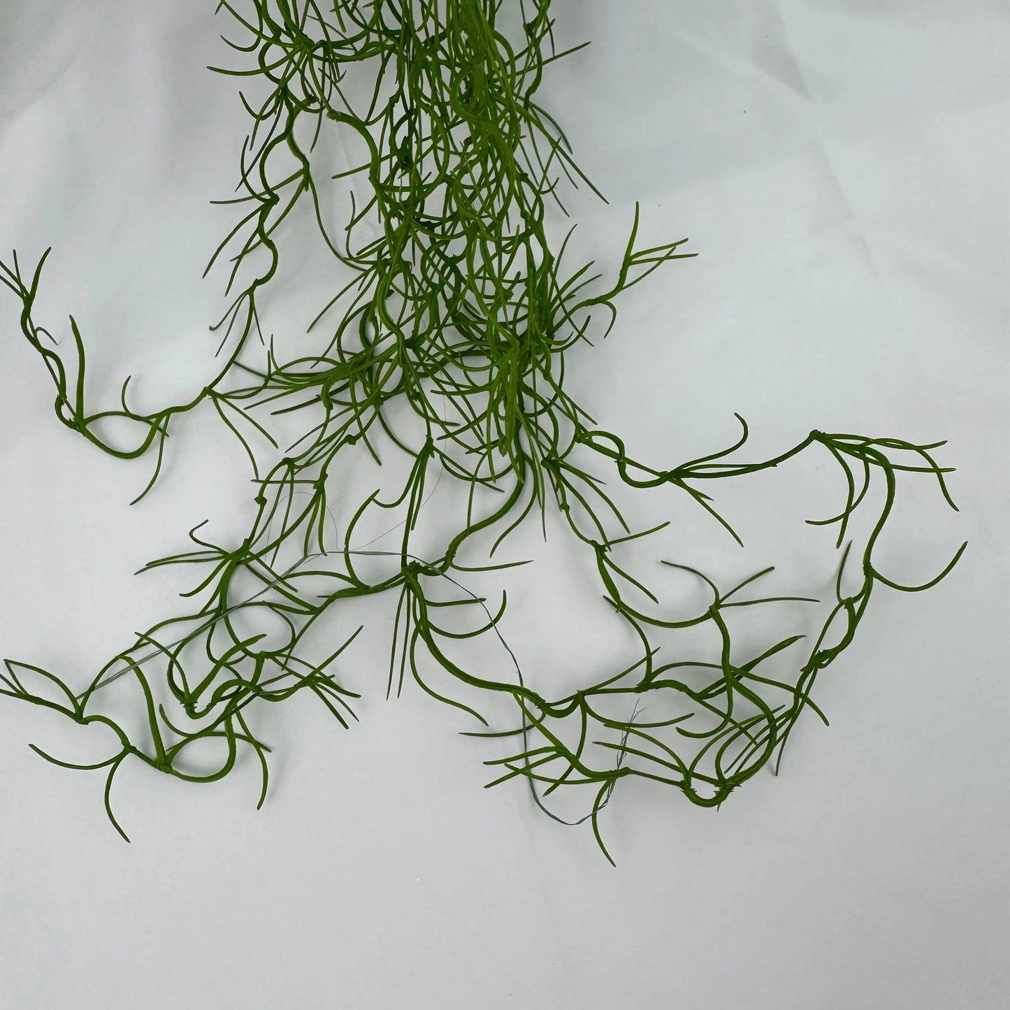 Green Seaweed RosesHQ.com