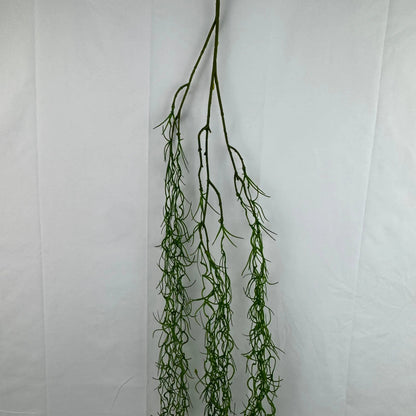 Green Seaweed RosesHQ.com