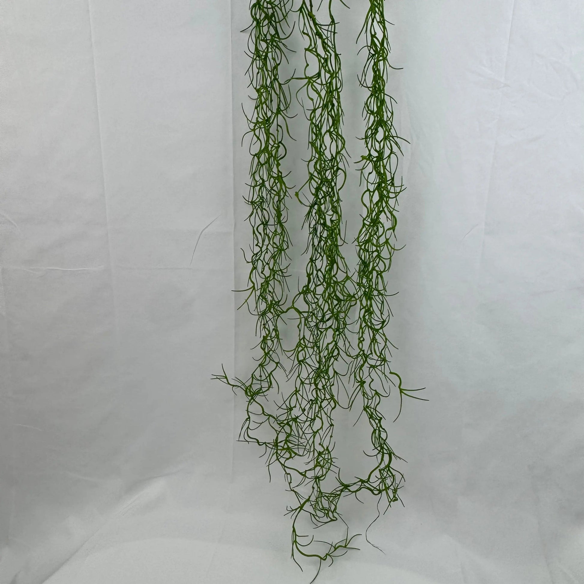 Green Seaweed RosesHQ.com