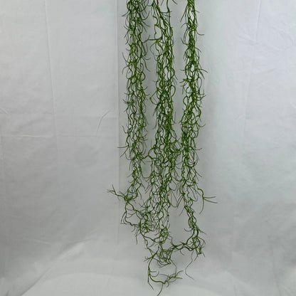 Green Seaweed RosesHQ.com