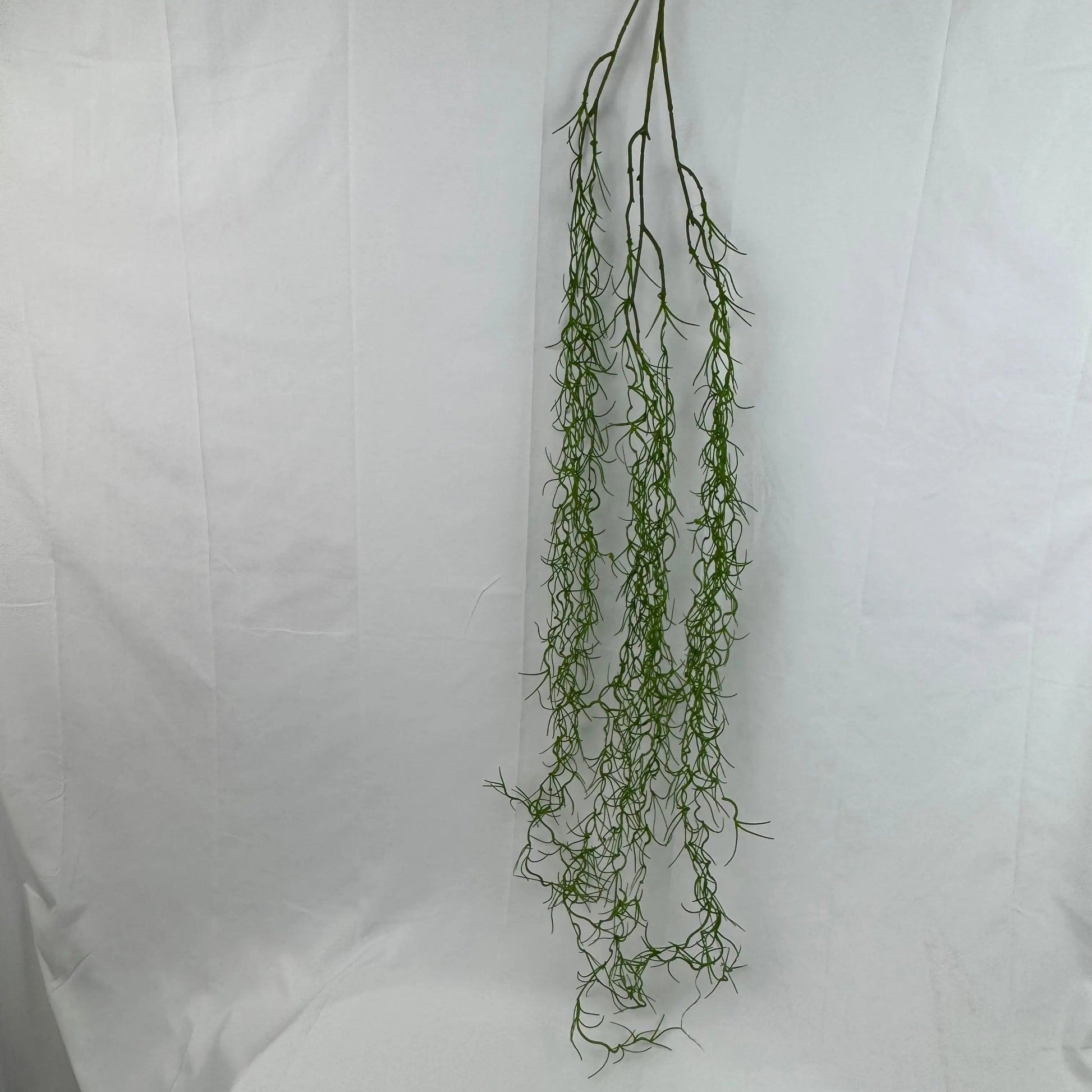 Green Seaweed RosesHQ.com