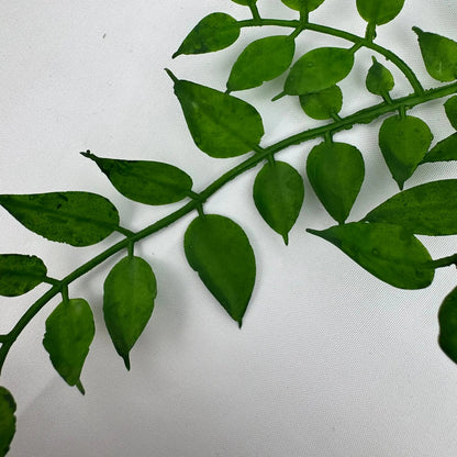 Green Hanging Sandalwood Leaf RosesHQ.com