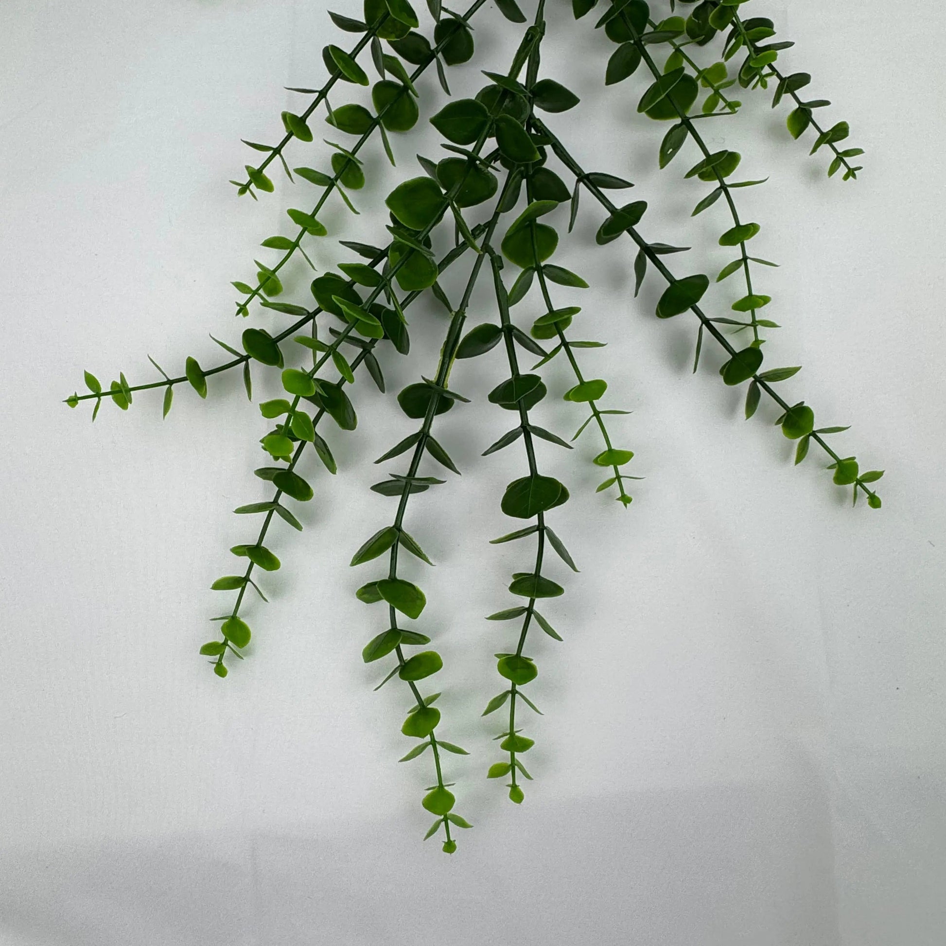 Green Hanging Eucalyptus RosesHQ.com