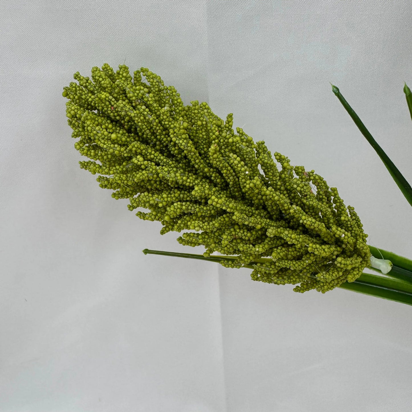 Green Corn Cob Bunch RosesHQ.com