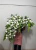 White & Green Bougainvillea Floral Hanging Display