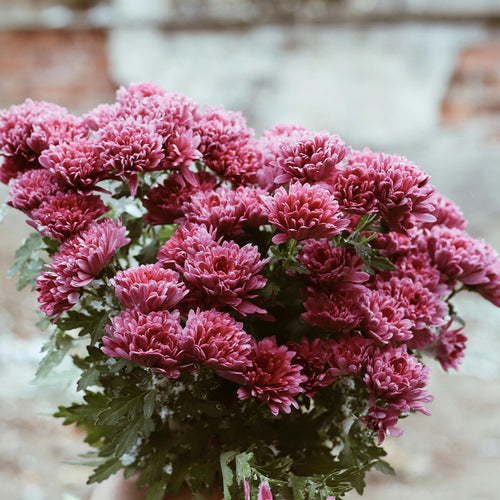 Hanging Flowers